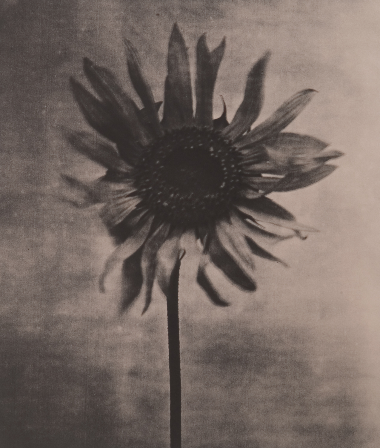 z cyklu bez tytułu, nr neg. 1039/5